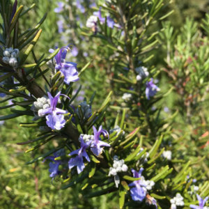 Rosemary helps to improve indoor air quality